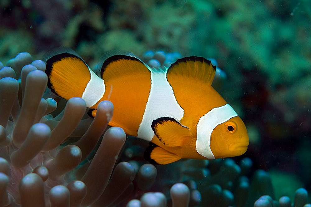 Clownfish and Anemone 8x12 Underwater Photography Home Decor Print