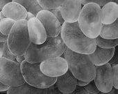 Black and White Home Decor Abstract Modern Art Photograph of Bubble Coral Underwater 8x12