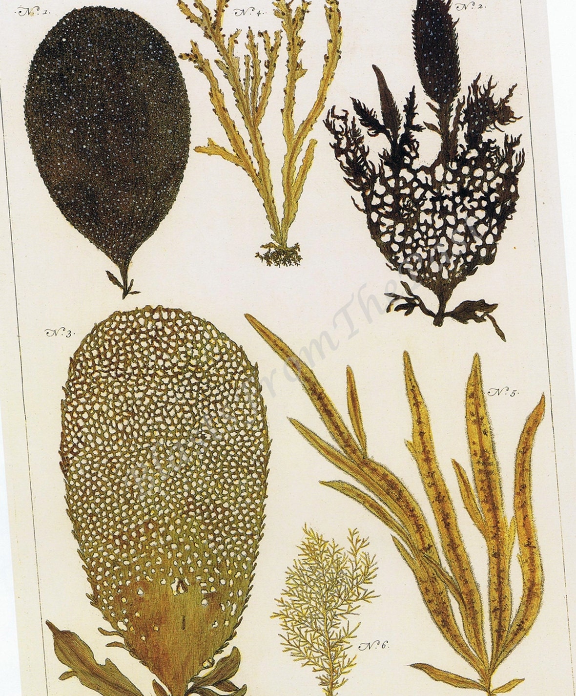 Albertus Seba NATURAL HISTORY Print, 'Tabula 103', Beautifully Illustrated, Ocean Life, Perfect for Framing, Earth Tones, Organism