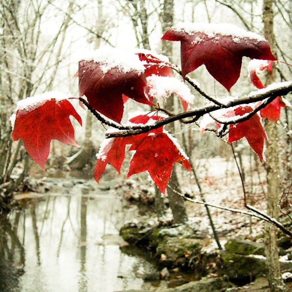 Rustic leaf Photography fall harvest snow top creek woods tulip poplar southern crimson garnet - Little red riding hood - square fine art
