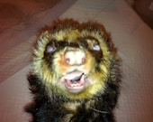 Ferret Wet Specimen, Preserved Ferret Specimen, Zombie Ferret