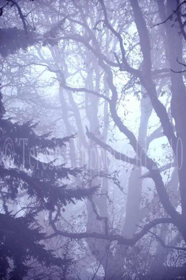 Mysterious Fog Thru the Trees - 8 x 12 - Fine Art Digital Photo Print - blue haze, Misty, Oak Tree, Early Morning, wall art decor