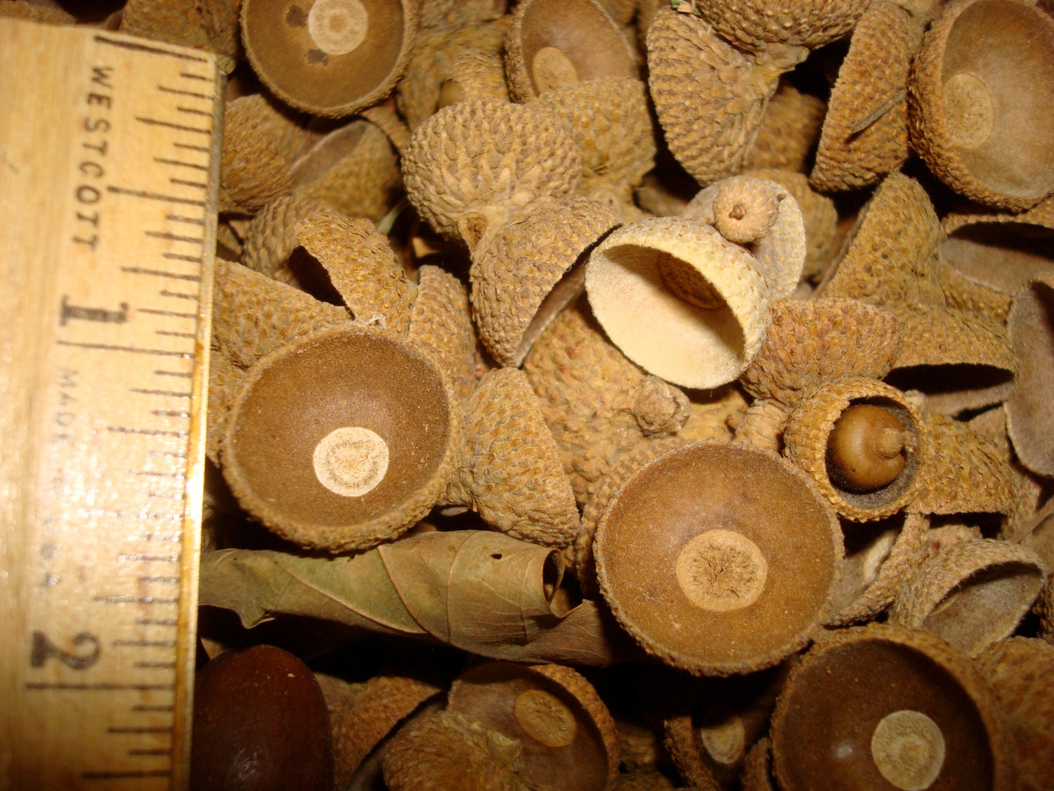 100 natural acorn caps doll hats craft flat eco friendly 2/5 to  3/4 inch in size Garry Oak white