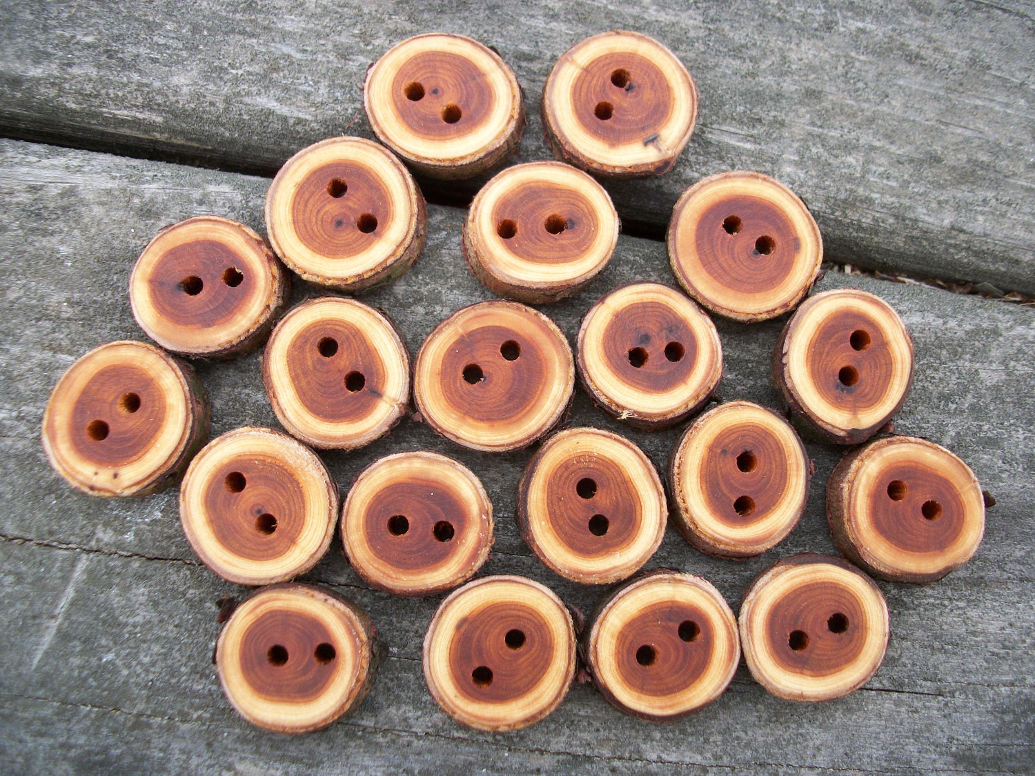 20 Dark Arborvitae Buttons. Just Under 1 Inch Wide.