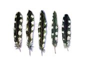 Woodpecker Feathers Archival Print - Based on the Original Watercolors