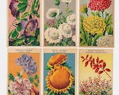 24 Antique French Flower SEED PACKET LABELS (Set 3) Botanic Old Print