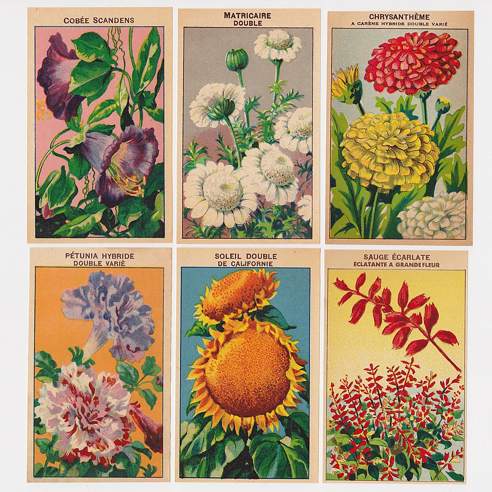 Vintage Flower Packet Labels French 24 All Different - Set 3