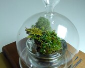 Terrarium, Small Cloche , Glass, Moss, Lichen, Great for HOME or OFFICE. Unusual Gift.  Terrariums by mossterrariums on Etsy.