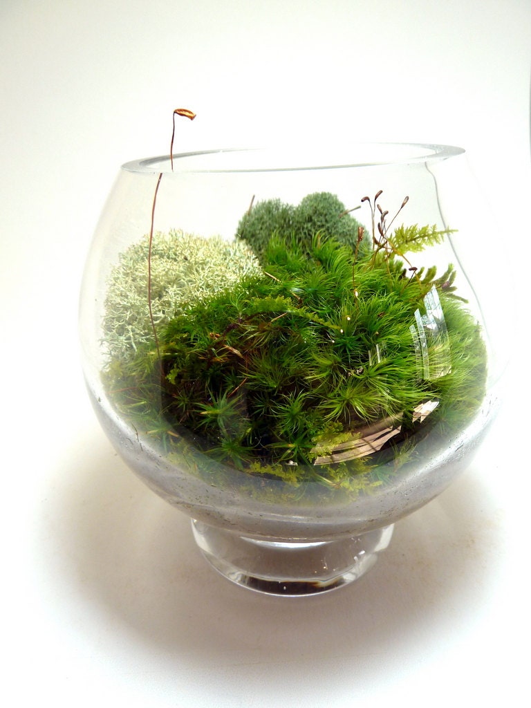 Vase, Terrarium, Moss, Lichen, Office. Terrariums by mossterrariums on Etsy.