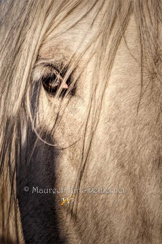 Don't It Make Your Brown Eye Blue  - a 12" x8" Fine Art Photo of a horse's eye