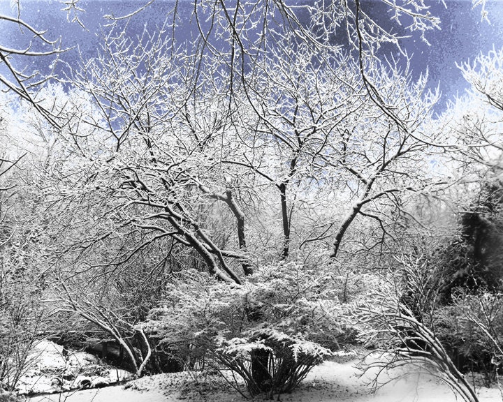 Snow covered trees winter scene 10 x 8 print snowy nature scene winter wonderland fine art landscape photography blue sky