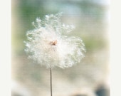 FALL SALE - Dandelion Dreams, Flower Art Photography Print, Fluffy Pastel Dreamy Girl Mint Green - j2studiosphotography