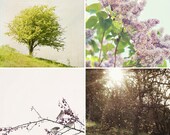 Tree photographs - 5x5 print set collection - wall art home decor discount nature tree dreamy