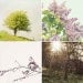 Tree photographs - 5x5 print set collection - wall art home decor discount nature tree dreamy