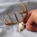 Antlers and skull whitetail deer miniature trophy dollhouse accent decor