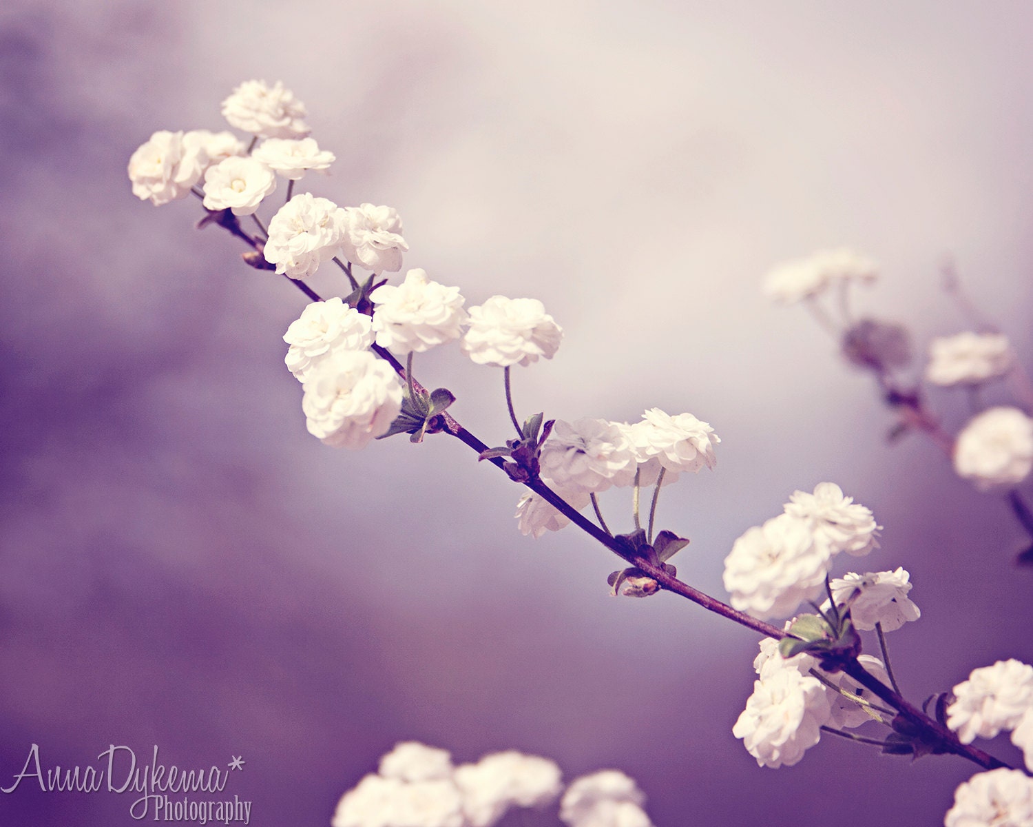 nature flower nursery home decor blue lavender pastel white feminine cottage - Heavenly Blossoms - 8 x 10 Fine Art Photography Print