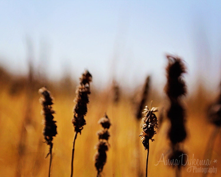 Nature Photography - Honeyed Wildflowers - boho, prairie, woodland, gold, blue, cocoa brown, seedpods
