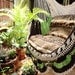 Beige Brown Light Green Tricolor Sitting Hammock, Hanging Chair Natural Cotton and Wood plus Simple Fringe