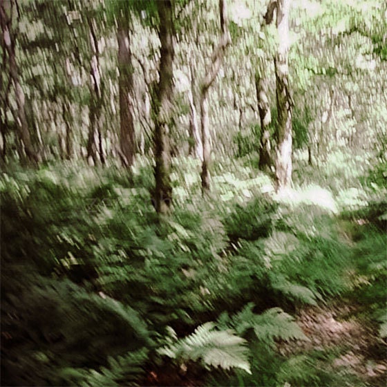 Into the Woods - Dreamy Nature Landscape Photography - magical woodland trees - Fine Art Photography Print