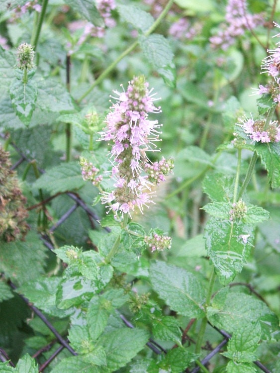 SALE SALE SALE Spearmint Seed  "Mentha spicata" Organic Home Grown Culinary Herb