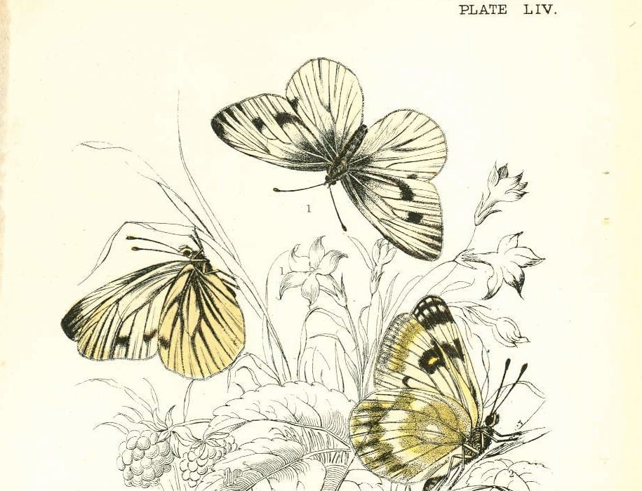 Antique Butterfly / Moth Print  From Lloyd's Natural History by W.F.Kirby. London Original antique color chromolithograph from 1897
