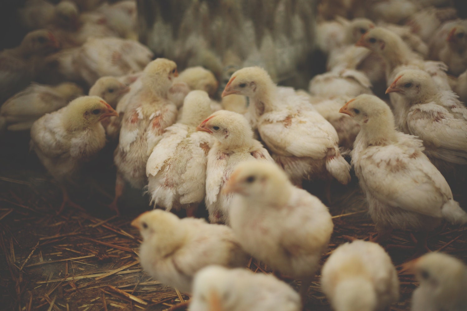 Chickens No. 2 - Fine Art Photograph