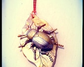 Gold and Silver Leaf Beatle