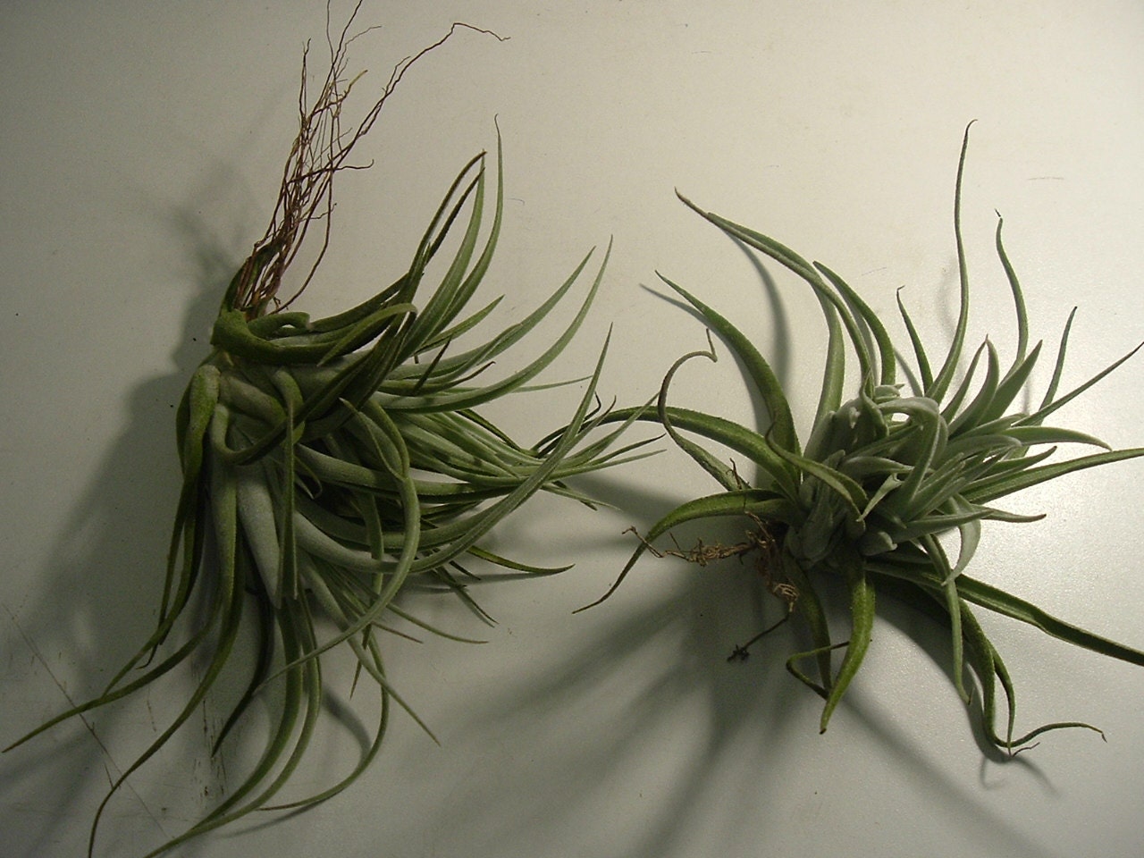 Air Plant Pictures