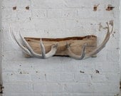 Naturally shed deer antler coat rack/jewelry holder/wall decoration