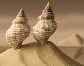 warm tone sepia wall art, minimalist, seashell, beach, fairytale - Sand Castles 8 x 10