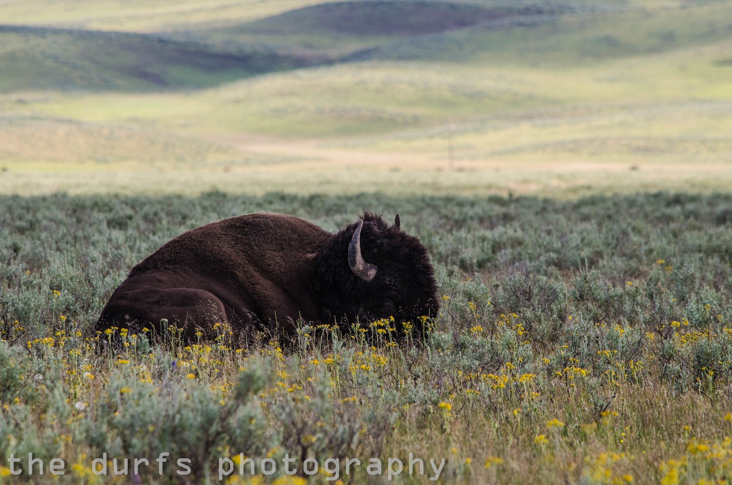 gift of good spirit - fine art photograph - bison - yellowstone national park - wyoming