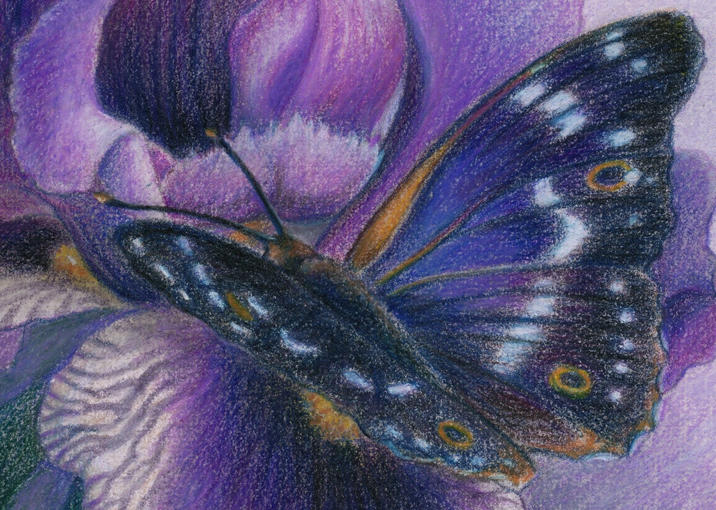 Lesser Purple Emperor butterfly on a violet Iris flower - Art Reproduction (Print) - PURPLE in "Camouflage (Secondary Colors)" Series