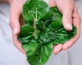 Extra Dwarf Pak Choy Seeds