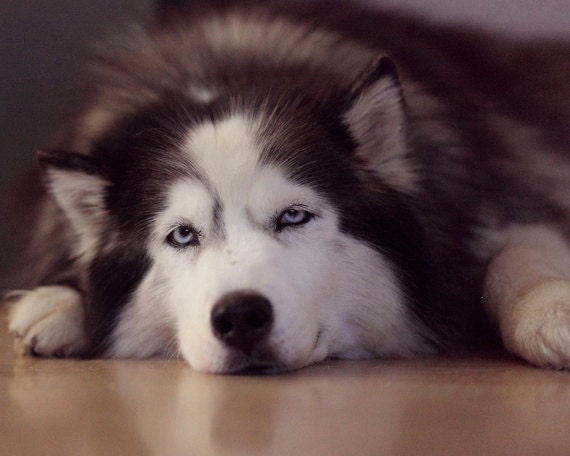 Pet Photography Pet Portrait  Dog Photograph Siberian Husky Photo Sephia brown  wall art 4x6 Black and White  Fine Art Photography Print