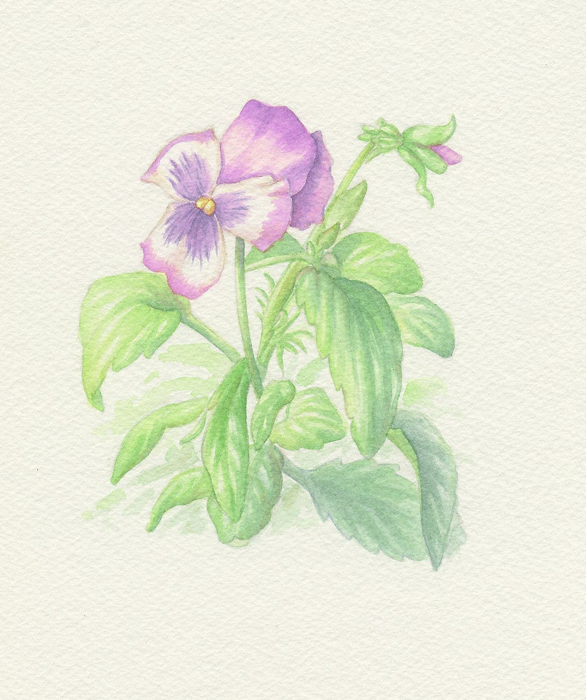 Pansies Original Watercolor Painting