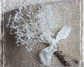 Babys Breath Boutonniere - Wedding Lapel Pin - Vintage Style Weddings - White Tan Dried Flower - Winter Spring Summer Fall - Country Groom