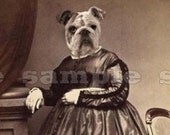 Bulldog Art Print - Anthropomorphic Altered Victorian Photo  - 5 x 7 - Mavis Schumann - Bulldog Woman