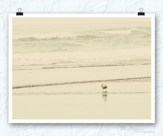Bird photography, gull, Oregon coast, fine art paper, 8x10 print, wall decor, nursery art