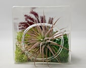 Moss Air Plant Cube Terrarium // Indoor Garden