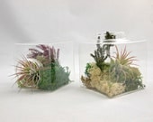 Moss Air Plant Cube Terrarium - Set of Two // Indoor Garden