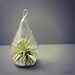 Small Water Drop Air Plant Terrarium // Choose Your Sand or Gravel Colors