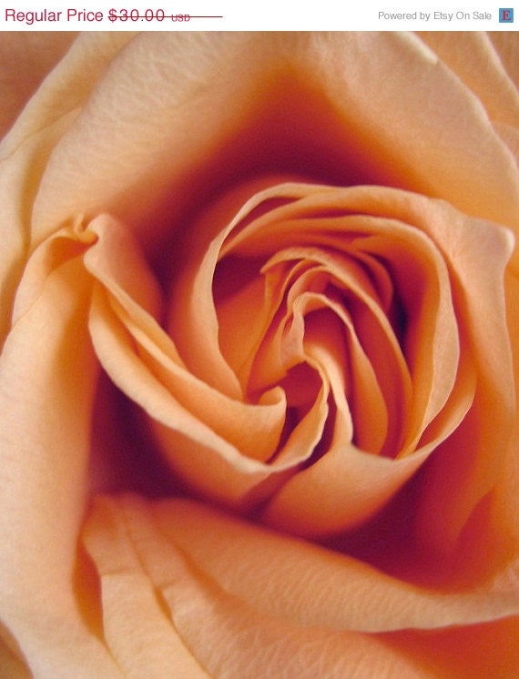Holiday Sale Photograph Rose Peach Soft Shabby Chic, 8 x 10, Soft Peachy Peaceful Rose Petals - LovesParisStudio