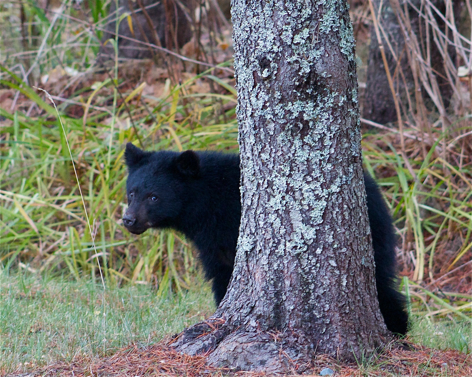 Fine Art Photography Prints , Animal Photo Art Print 11x14, " Peeking Bear"