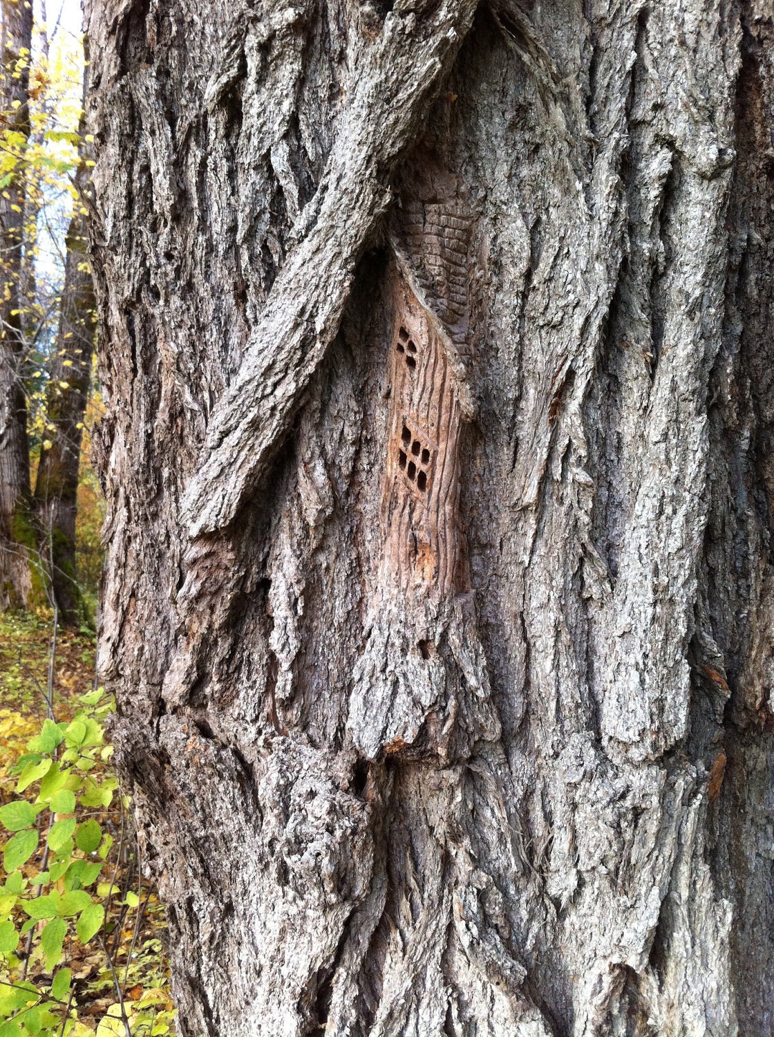 Fine Art Photography, Forest, Nature, Photo Art Print, 8x10 "Where the Faires Live " Gifts under 25