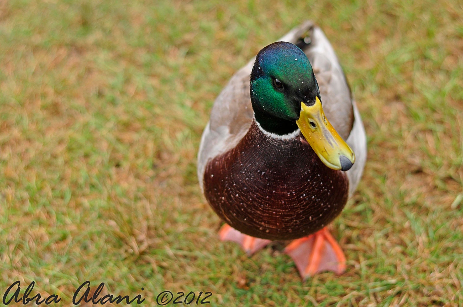 8x10 Curious the Duck Photo Print - Fine Art Photography, wildlife, mallard, bird
