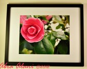 8x10 Pink Peony- Fine Art Photography, Flower, Happy, Open, Bloom, Blossom