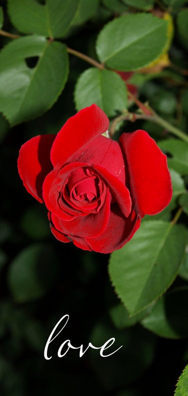 Inspirational Red Rose On The Vine Photo With The Word Love(13 x 19) Photo/Macro Print/Vibrant Red Rose/Love Joy Peace/Live Laugh Love