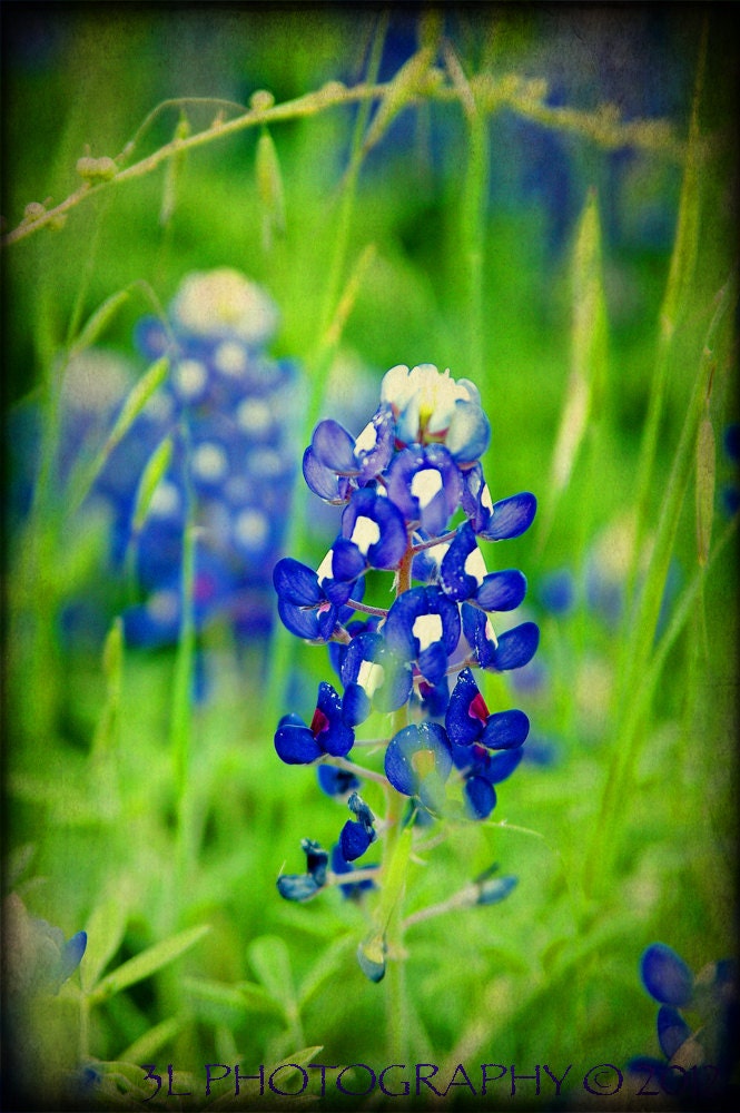 Bluebonnets,Texas Flowers,Fine Art Prints, Landscape-Southwestern Home Decor-Rustic Wall Art