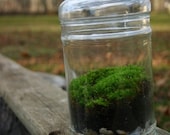 Moss Terrarium, Indoor Garden, Green, Nature, Christmas Gift