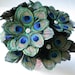 Peacock Feather Flower Morning Star ONE for making DIY Brides Bouquets and Wedding Bouquets